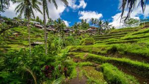 Embarking on a Journey to Ubud, Bali